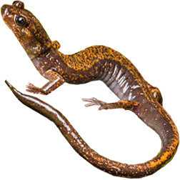Dunn's Salamander